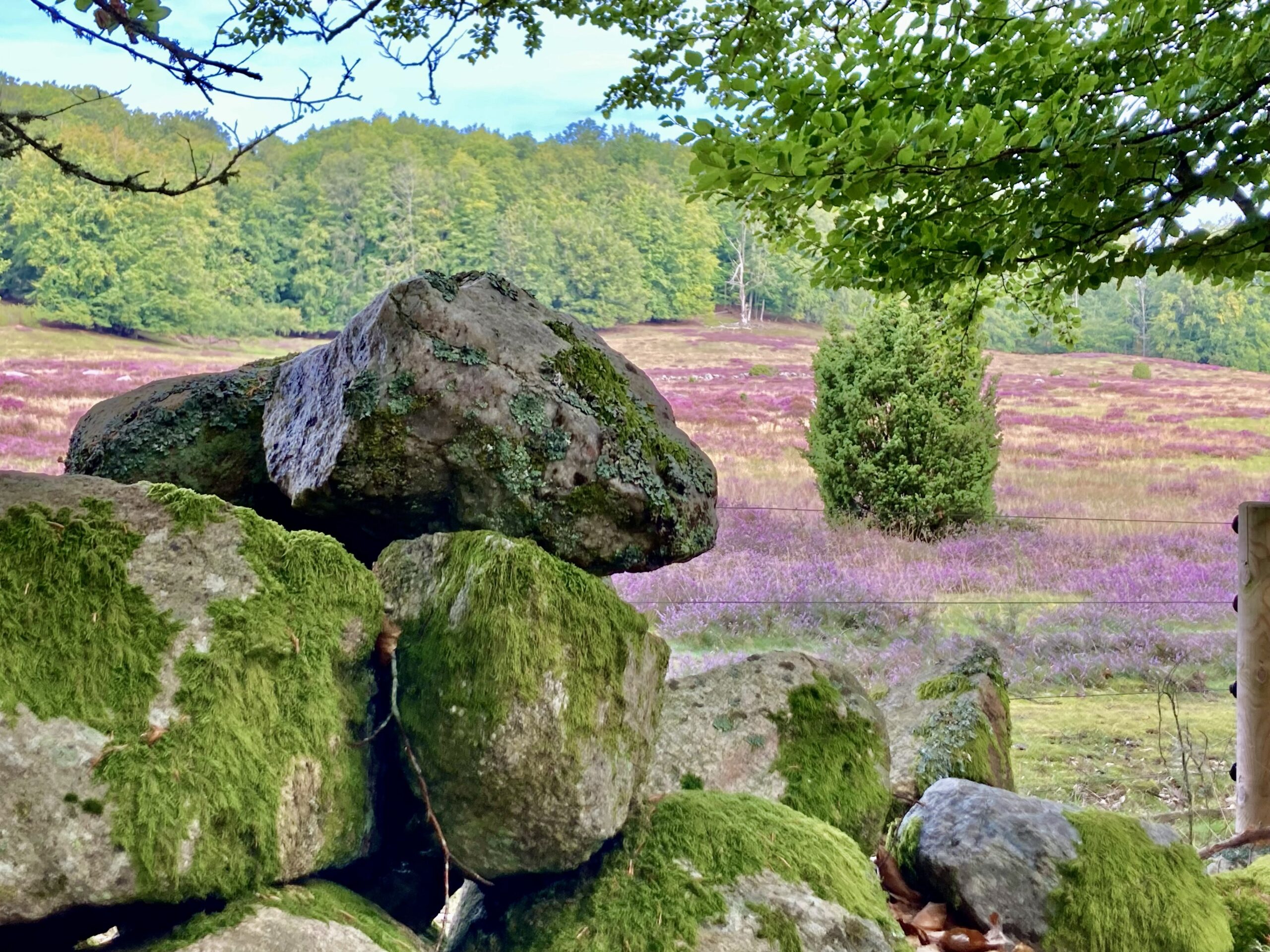 Att uppskatta det lilla Drakamöllan naturreservat